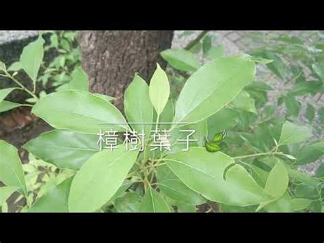 樟樹 種植|樟樹